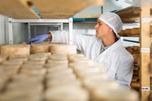 Cheese maker brushing mould off the hard cheeses by hand. Numbers on white pieces of paper are date when cheese was put into the ripening chamber