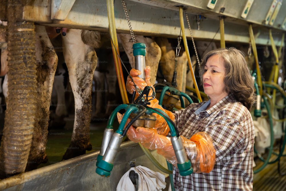 Anciana madura ordeña de vacas con equipo de ordeño mecanizado