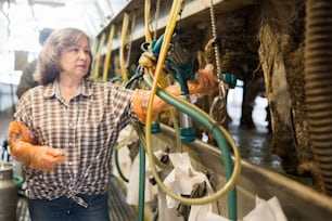 Anciana experimentada propietaria de una granja lechera que prepara equipos para el ordeño automático de vacas