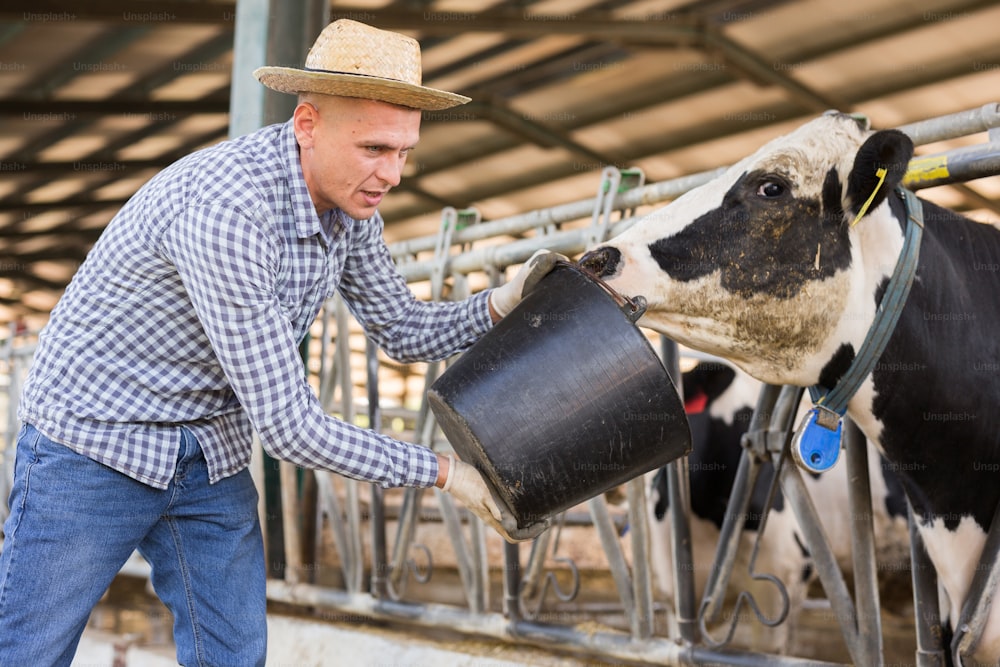 Confident young male farmer working in stall, feeding cows with water