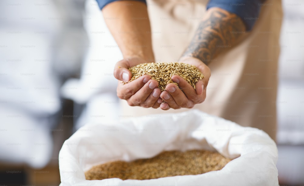 Successful business, craft beer production, brewing ingredients, great harvest. Brewer's hands with tattoos hold grains, drink malt in white bag in warehouse, cropped, selective focus, close up