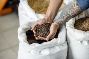 Ingredients for making craft beer in factory, great harvest at storage for bravery. Young man worker, owner with tattoos holds barley in hands at warehouse on white bags background, top view, cropped