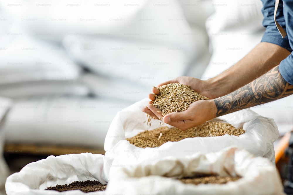Master brewer checks barley seeds before introduced into brewing system. Employee inspects barley from bag at brewery. Young male worker with tattoos holds grain in warehouse, cropped, free space
