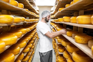 Worker checking the cheese quality at the storage with shelves full of cheese wheels during the aging process