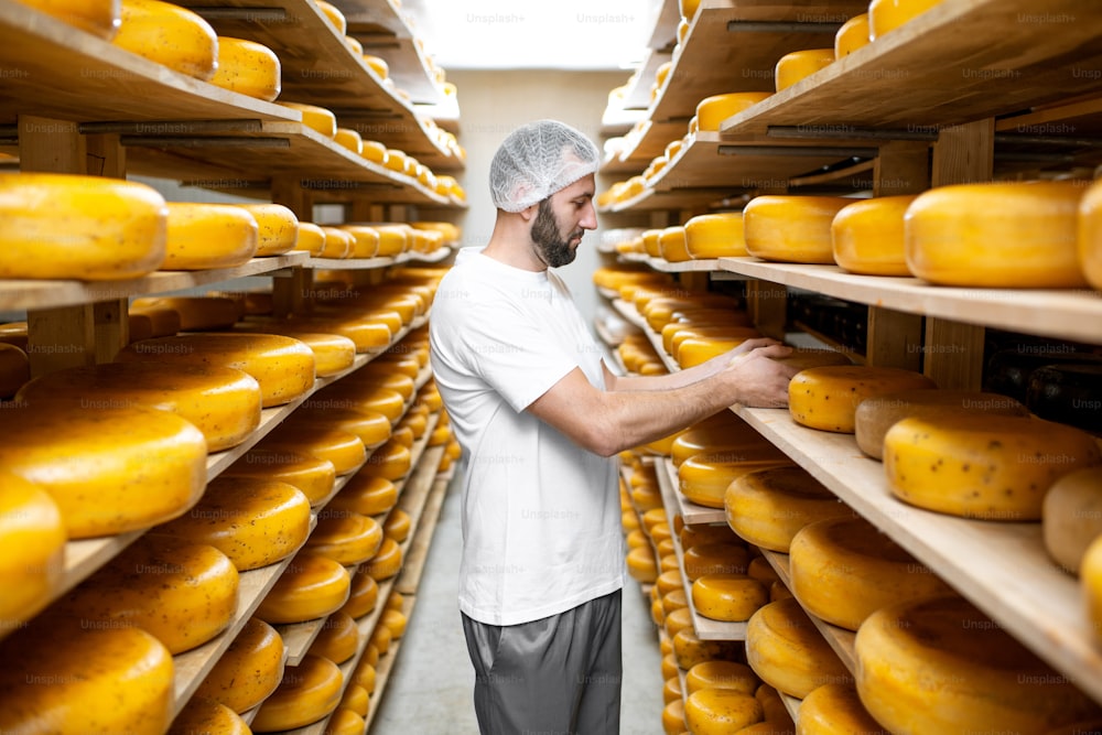 숙성 과정에서 치즈 휠로 가득 찬 선반이 있는 창고에서 치즈 품질을 확인하는 작업자