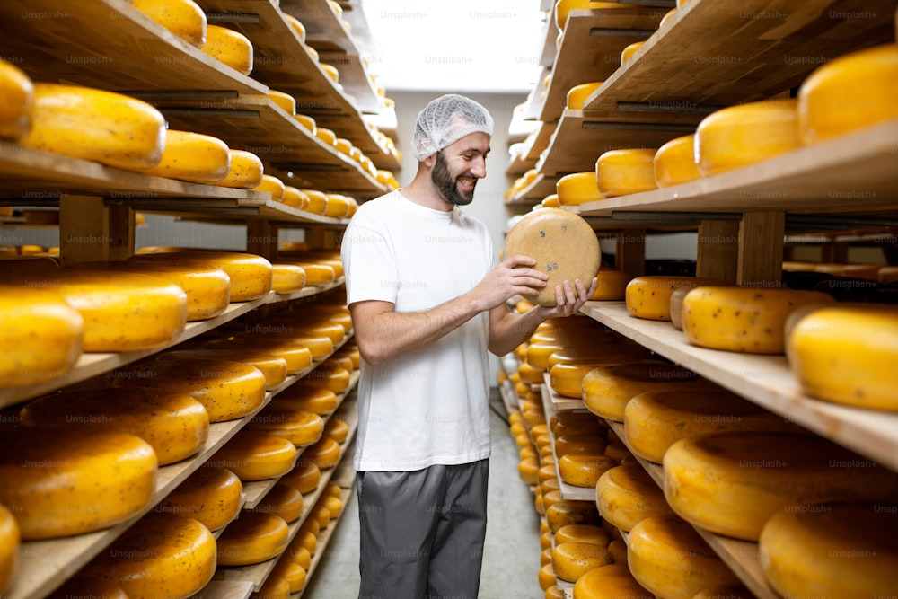 Worker checking the cheese quality at the storage with shelves full of cheese wheels during the aging process