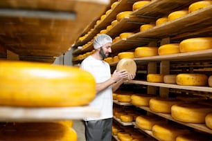 Worker checking the cheese quality at the storage with shelves full of cheese wheels during the aging process