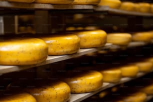 Cheese wheels on the shelf of the storage during the aging process