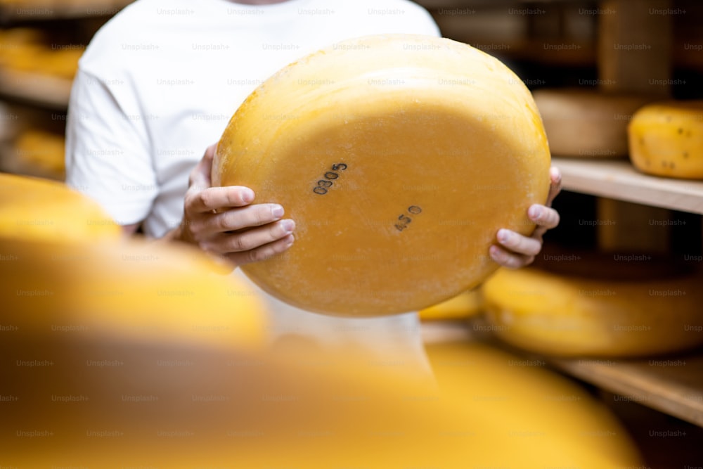 숙성 과정에서 치즈 저장고에서 치즈 휠을 잡고 있습니다. 얼굴이 없는 클로즈업 보기