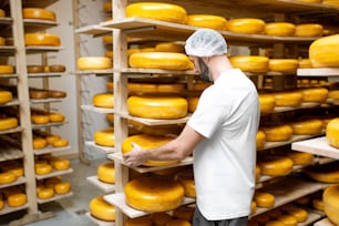Cheese maker at the storage with shelves full of cheese wheels during the aging process