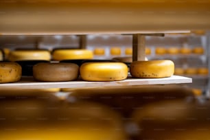 Cheese wheels on the shelf of the storage during the aging process