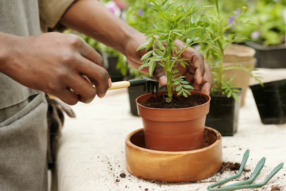 Close-up of man using rake to loosen soil in pot of transplanted green plant