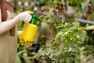 온실에서 식물을 비옥하게 하기 위해 스프레이 병을 사용하는 여성 정원사의 클로즈업