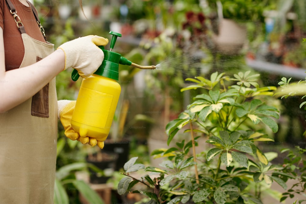 Close-up of female gardener using spray bottle to fertilize plants in greenhouse
