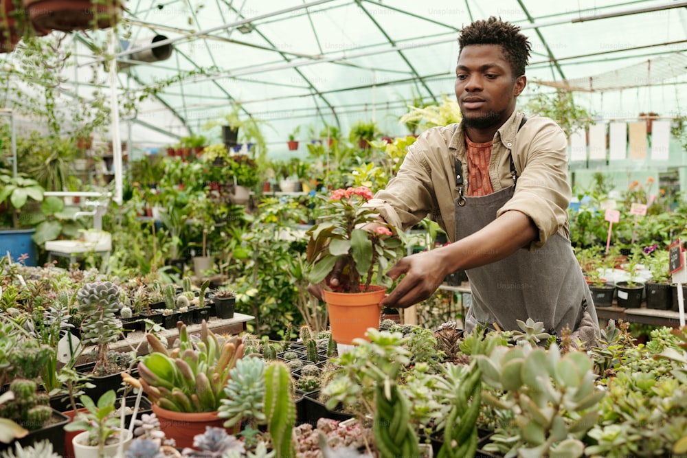 African young worker in apron putting houseplant on counter with other plants for sale in flower shop