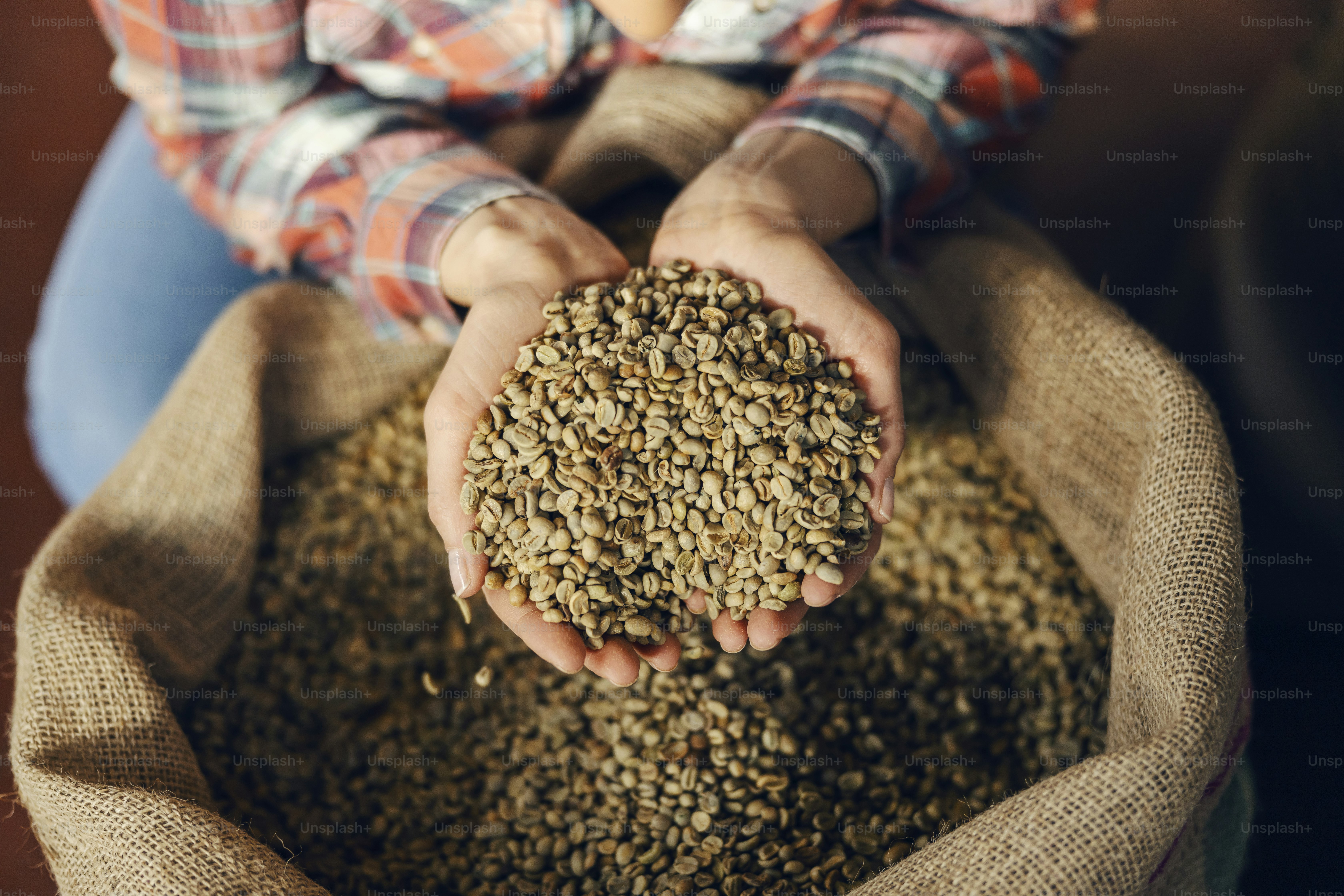 A worker holding coffee beans in hands