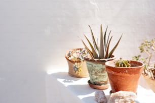 eine Reihe von Topfpflanzen, die auf einer weißen Wand sitzen