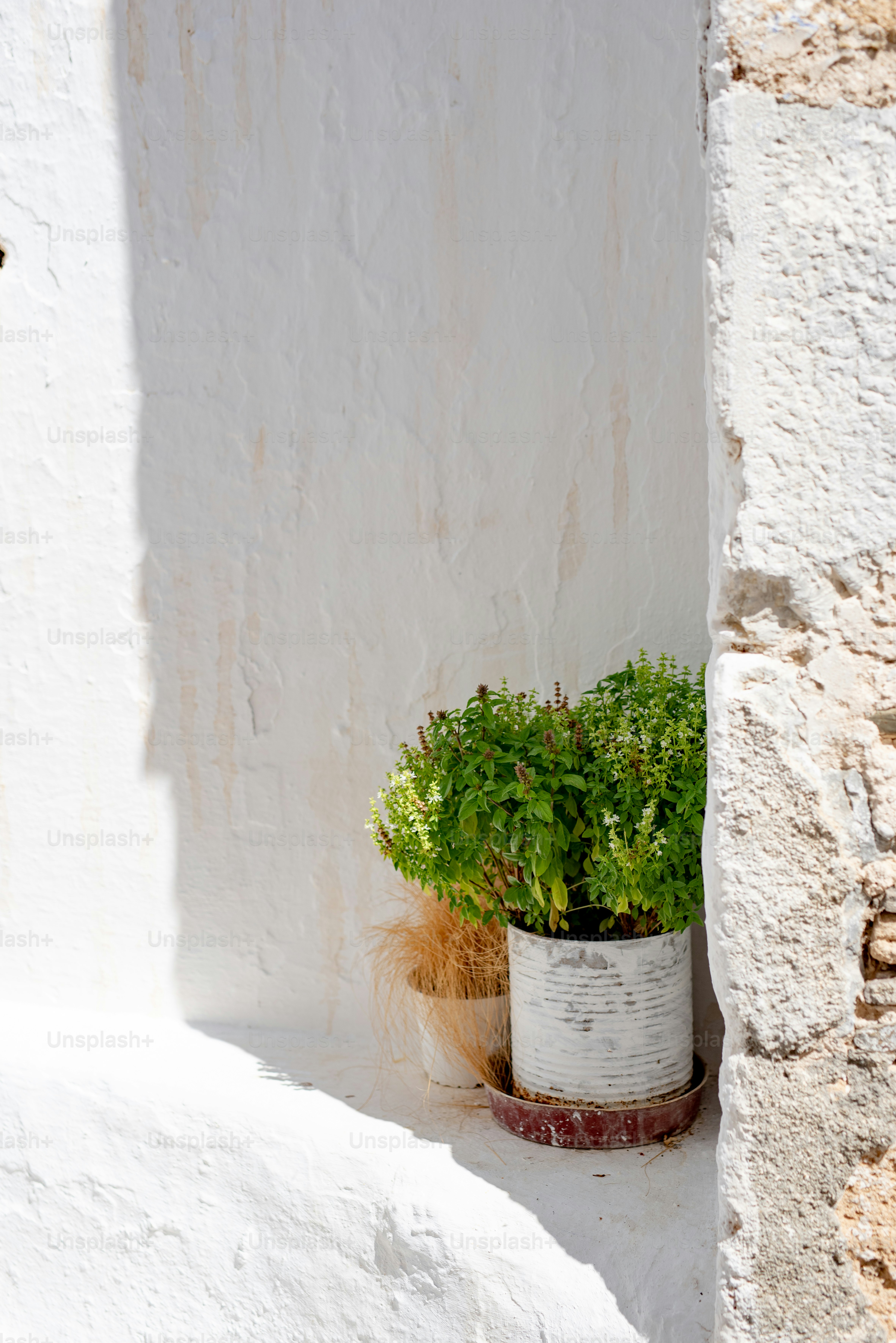 A potted plant sitting on the side of a building photo – Summer Image ...