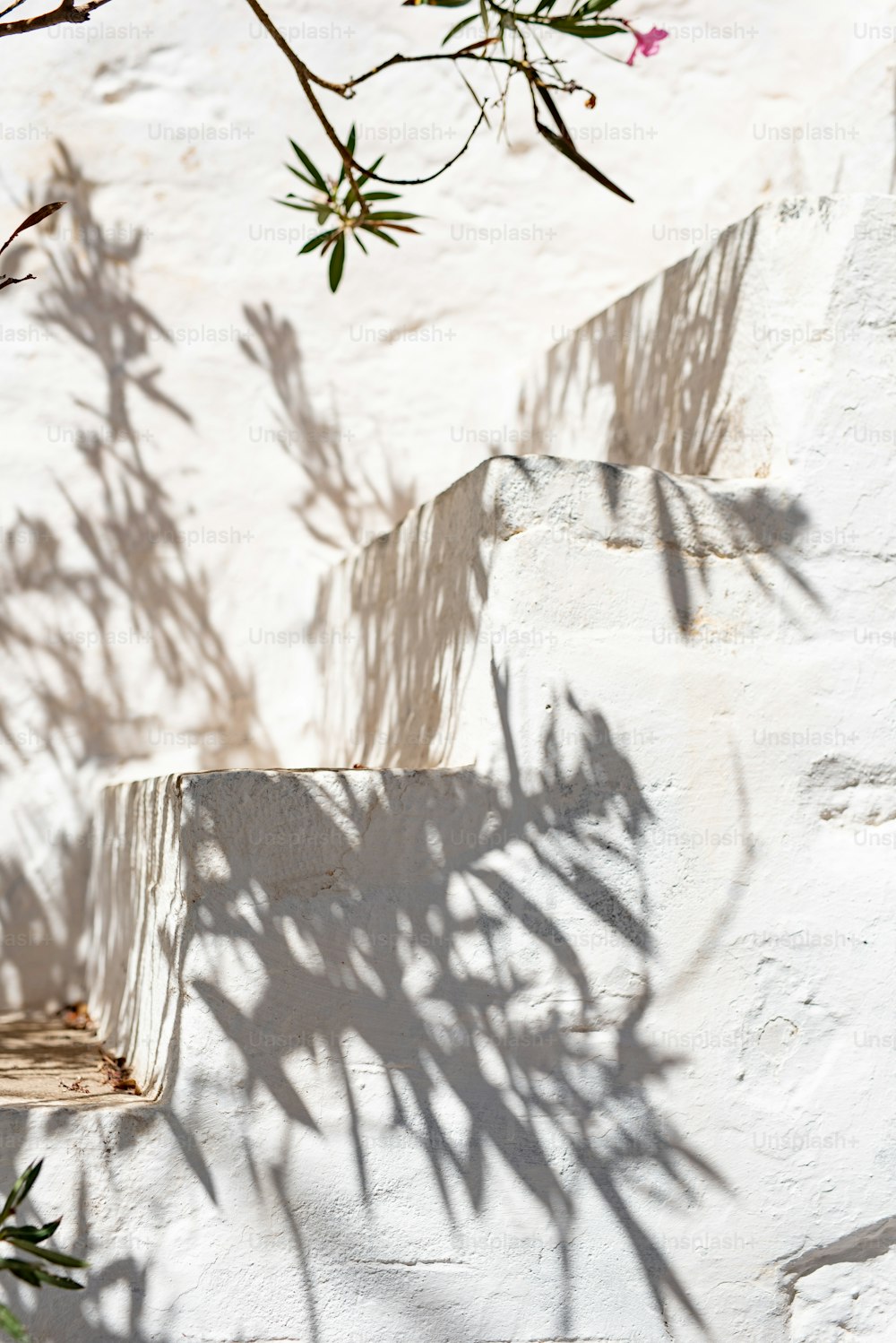 the shadow of a plant on a white wall