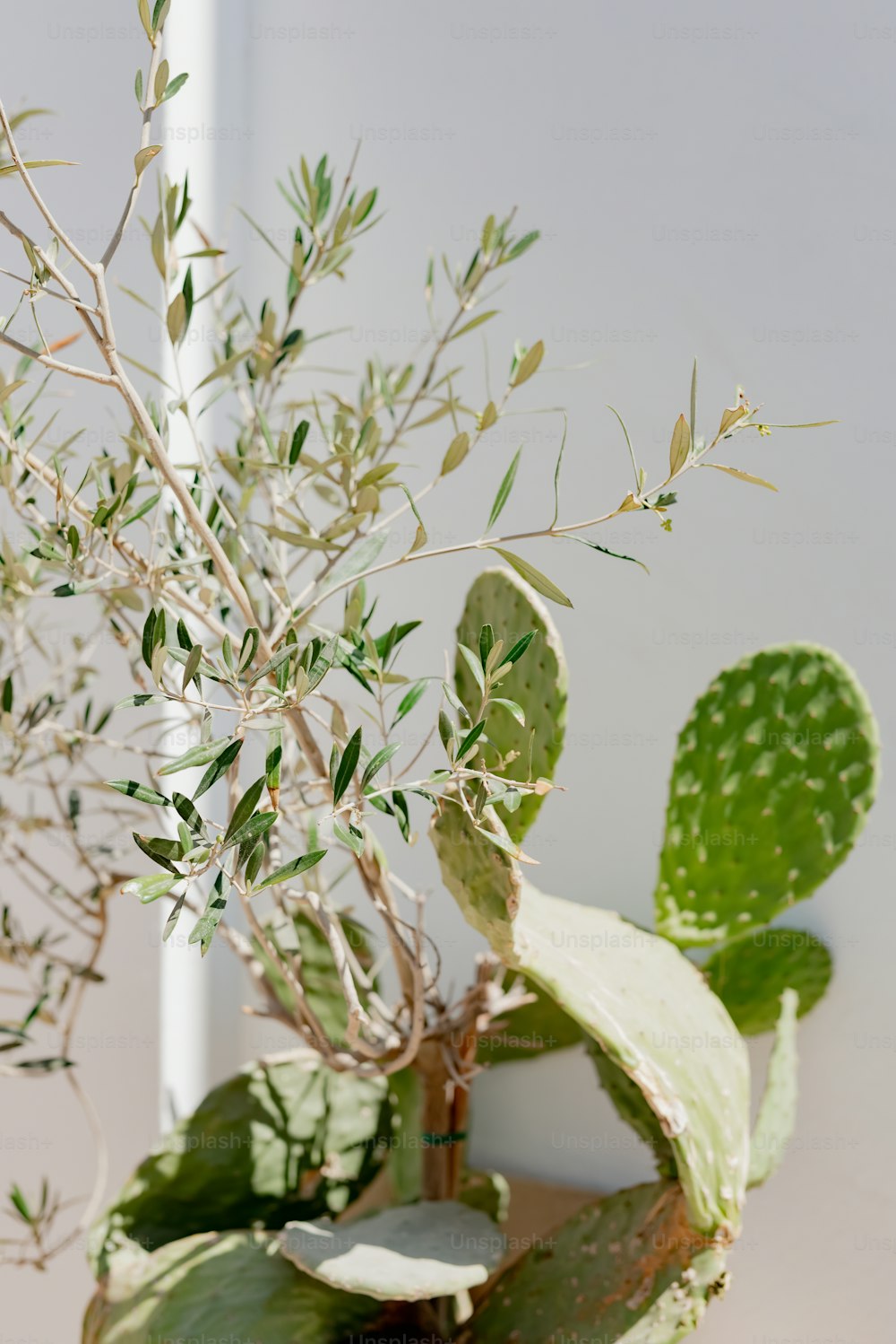 Una planta con hojas verdes en un jarrón blanco
