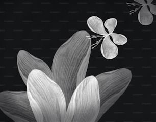 白い花と蝶のファンタジー、白黒、イラスト