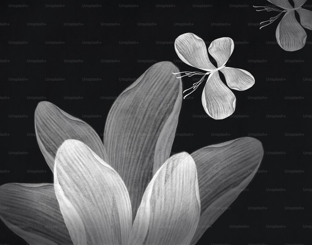Fantasy of white flower with butterfly, Black and white, illustration