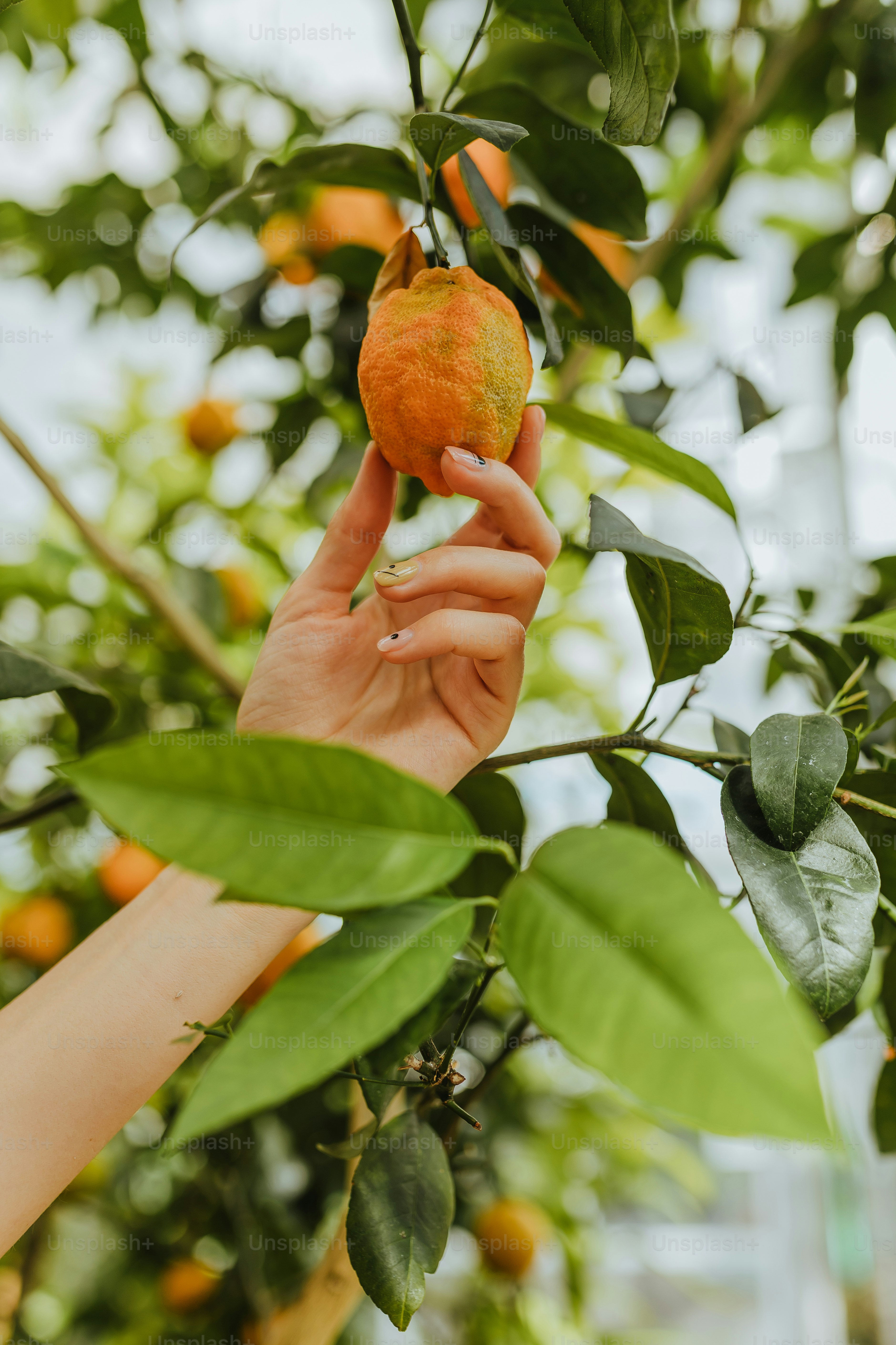 a person picking an orange from a tree