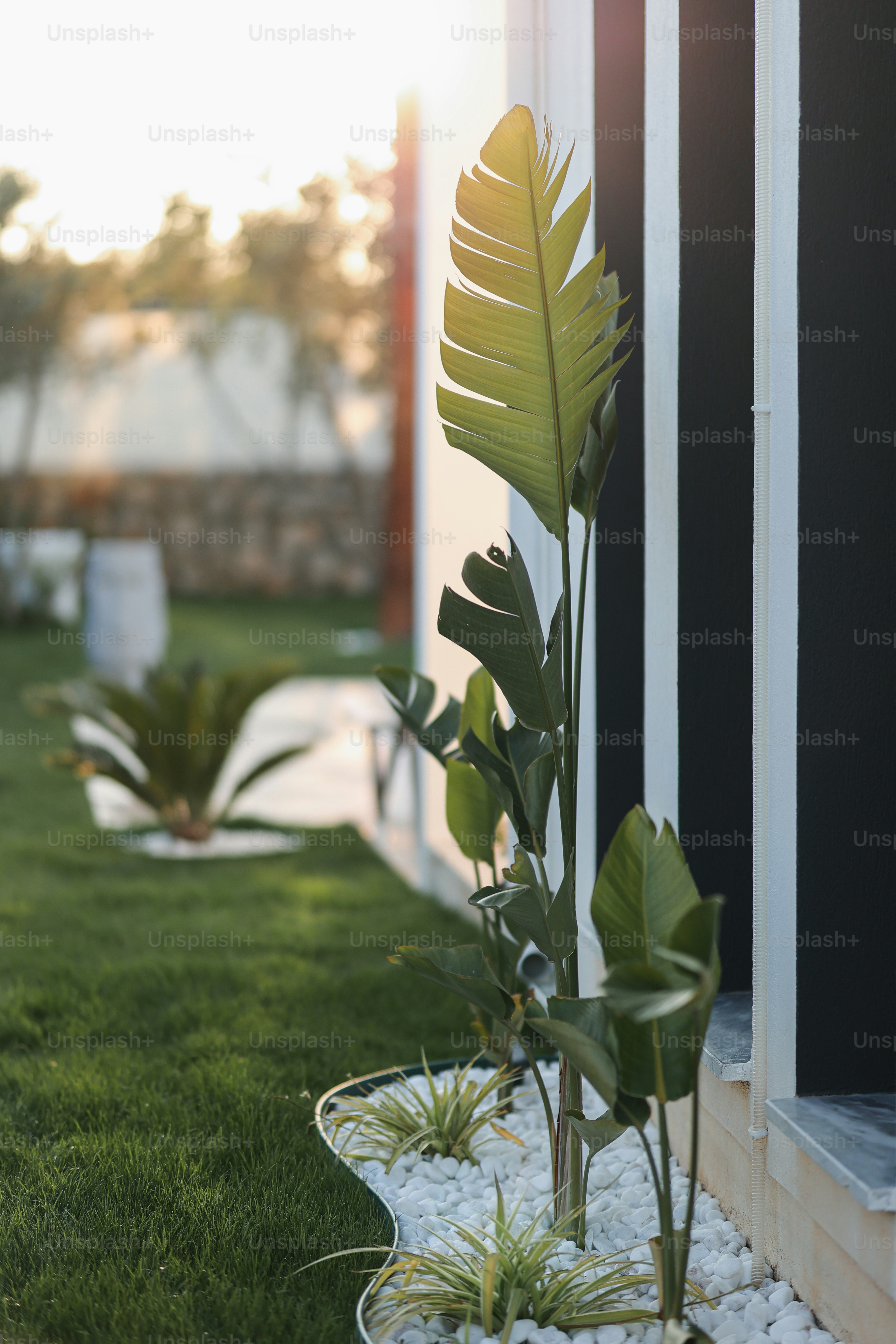 芝生の上の白いプランターの緑の植物