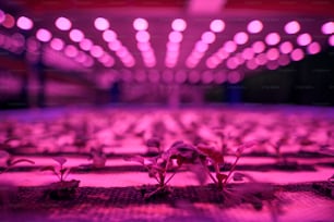Primer plano de la planta en la granja acuapónica, negocio sostenible y concepto de iluminación artificial.
