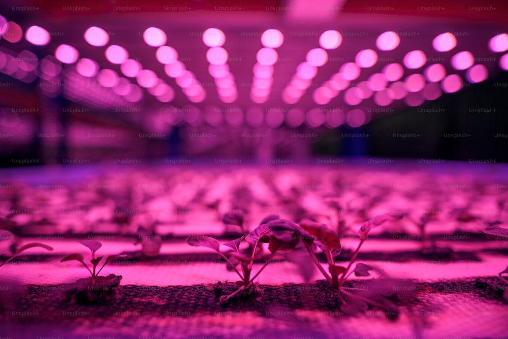Close-up of plant on aquaponic farm, sustainable business and artificial lighting concept.