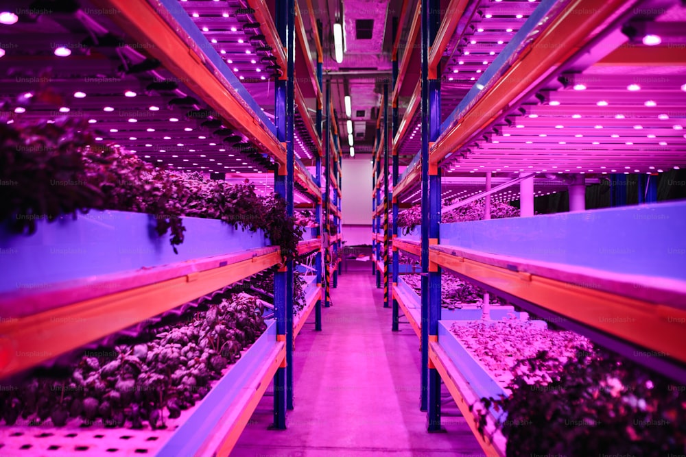 Aquaponic farm, sustainable business and artificial lighting concept.