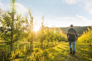 A rear view of farmer walking outdoors in orchard at sunset. A copy space.