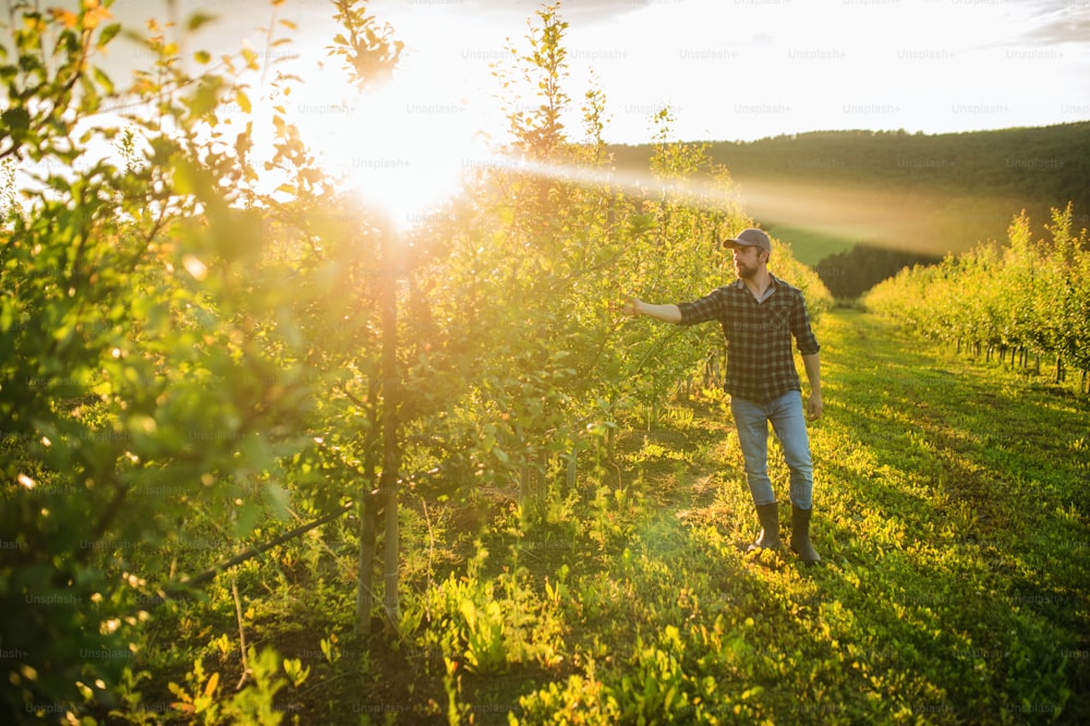 A mature farmer walking outdoors in orchard at sunset. A copy space.