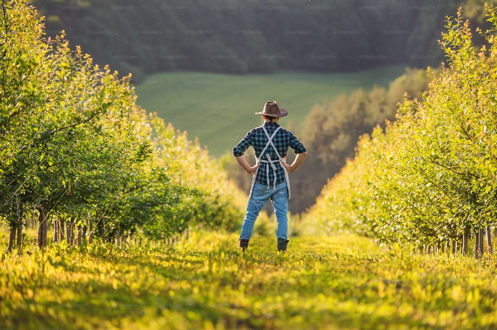 Una vista posteriore di un agricoltore maturo in piedi nel frutteto al tramonto, le braccia incrociate. Copia spazio.