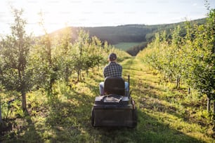 Una vista trasera de un agricultor maduro conduciendo un mini tractor al aire libre en el huerto.