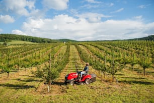 Eine Seitenansicht eines reifen Landwirts, der einen Minitraktor im Freien im Obstgarten fährt.