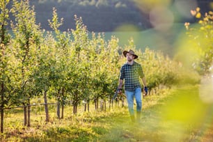 A mature farmer walking outdoors in orchard. A copy space.