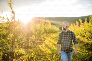 A mature farmer walking outdoors in orchard at sunset. A copy space.