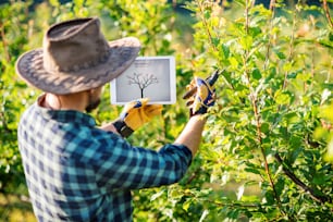 A rear view of mature farmer with tablet standing outdoors in orchard, trimming trees.