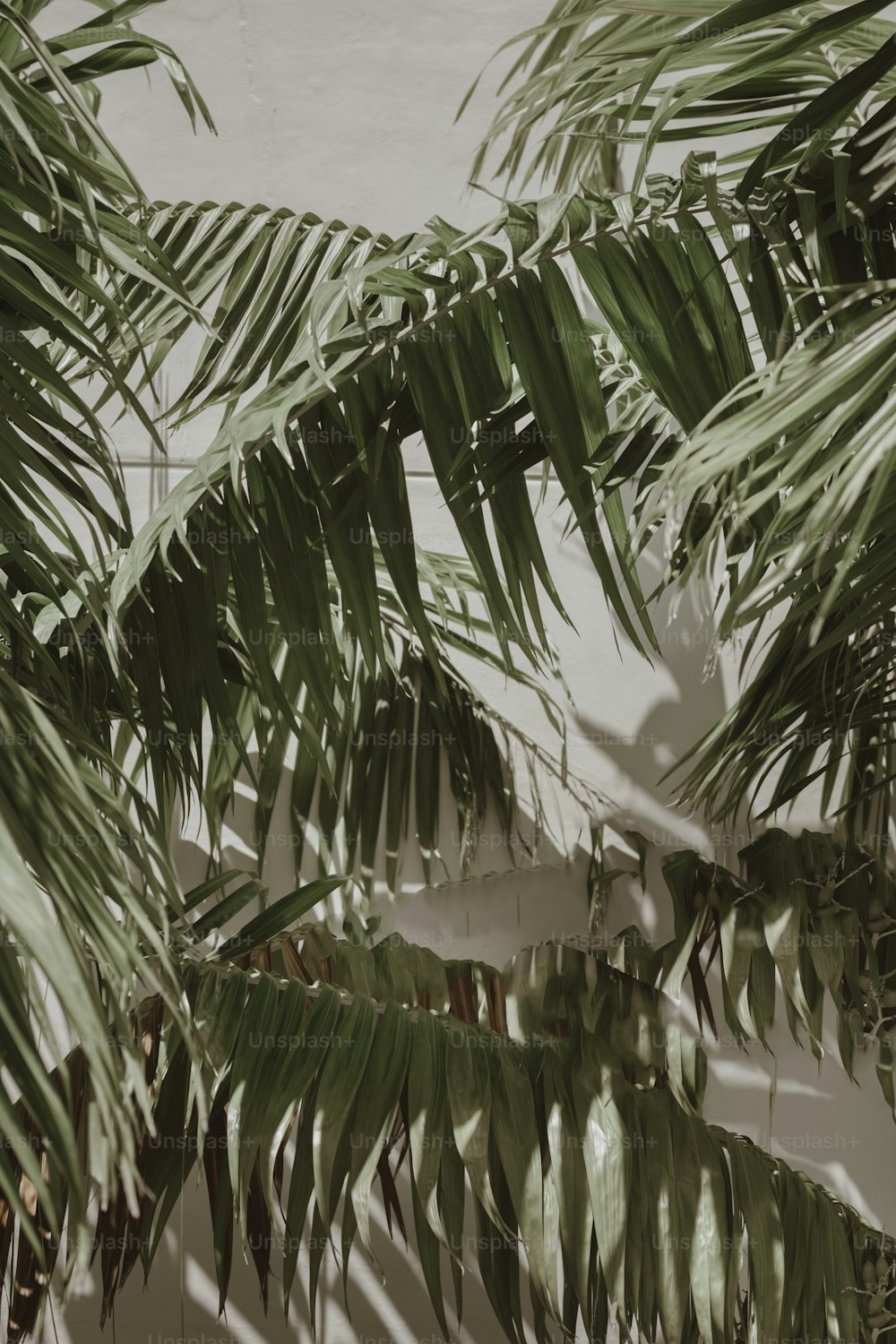 a close up of a palm tree leaves