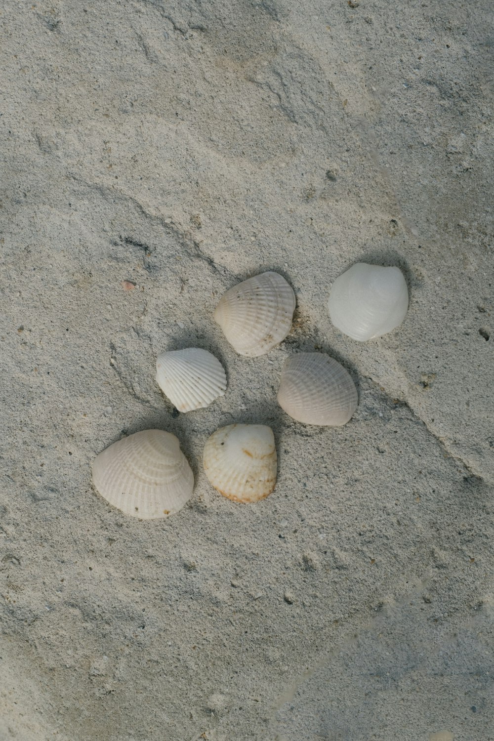 Cuatro conchas marinas en la arena de una playa