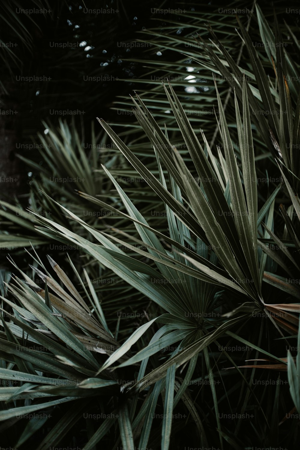 a close up of a palm tree with water droplets on it