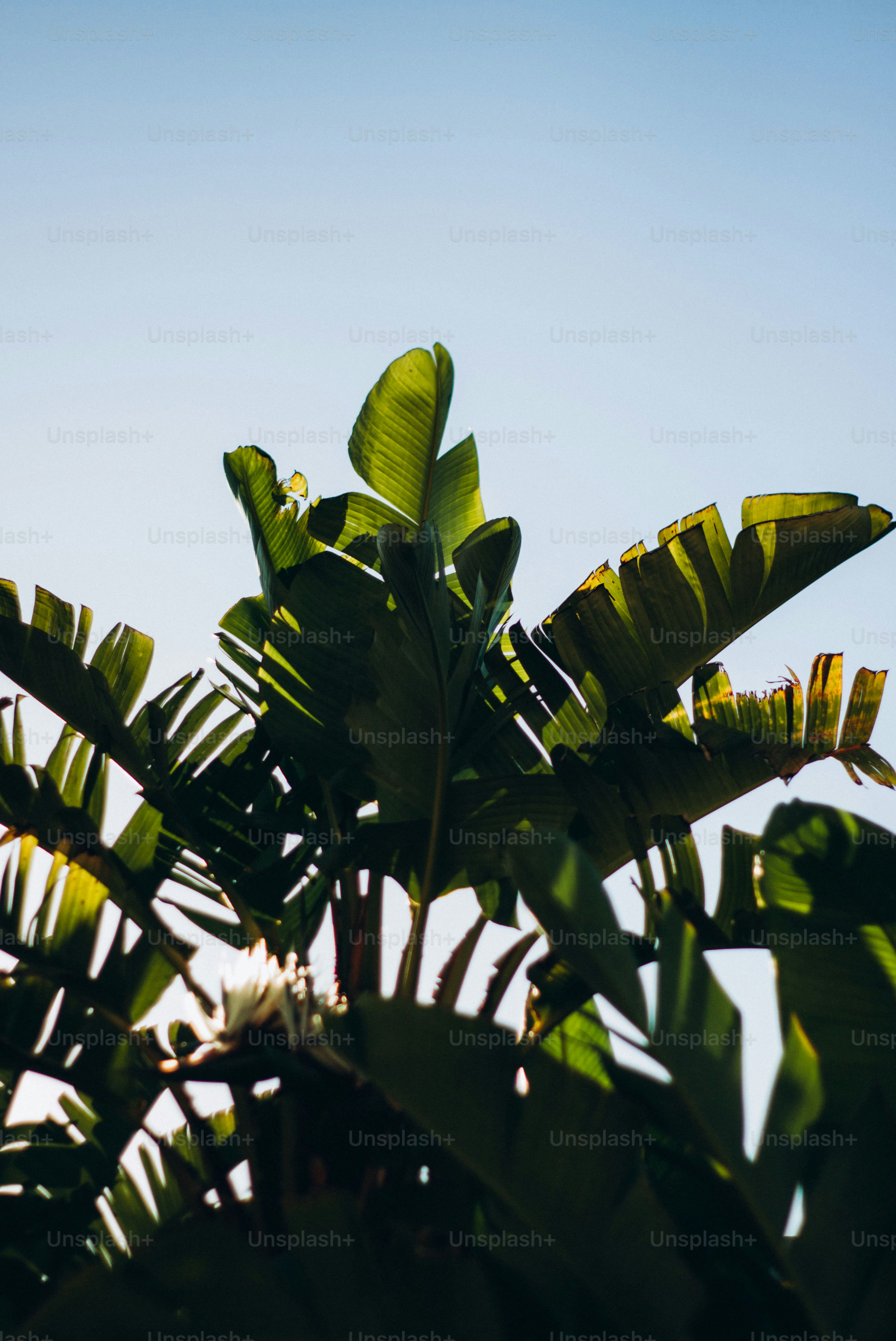 Ein Bananenbaum mit blauem Himmel im Hintergrund