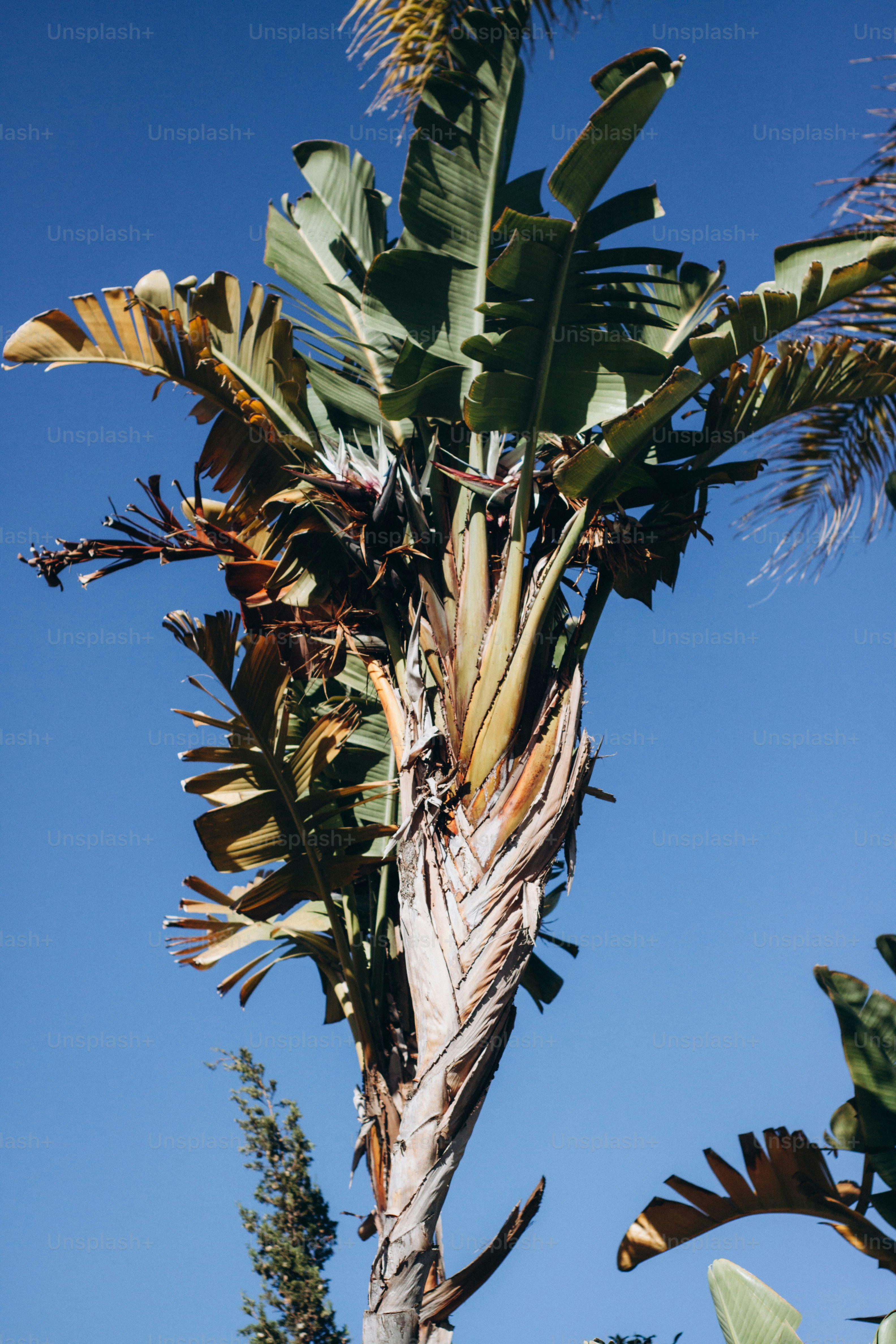 Eine Palme mit vielen grünen Blättern
