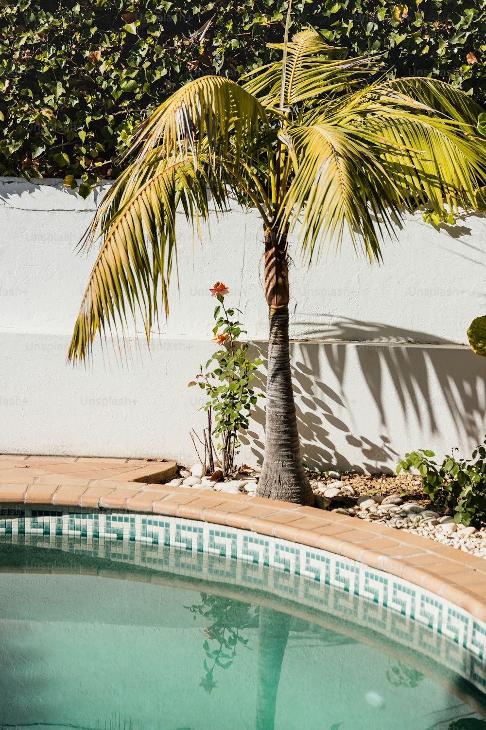 a palm tree next to a swimming pool