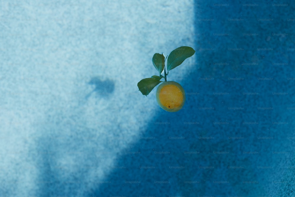 a small orange sitting on top of a blue surface