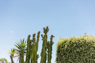 a group of cactus trees with a blue sky in the background