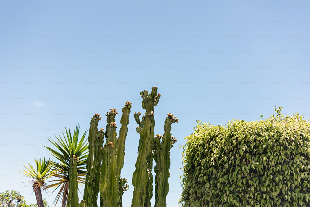 Eine Gruppe von Kakteenbäumen mit einem blauen Himmel im Hintergrund