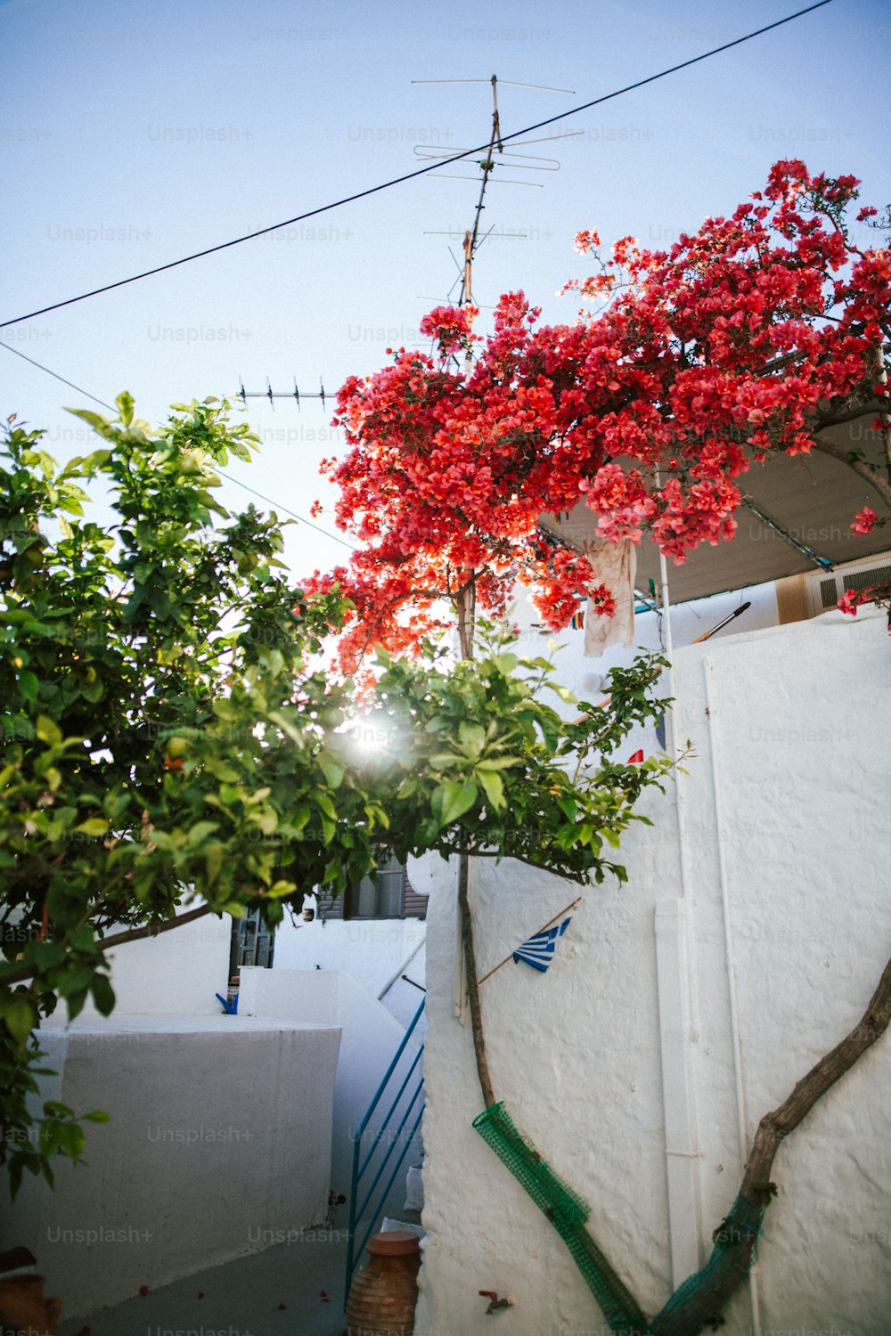 un árbol que está al lado de un edificio