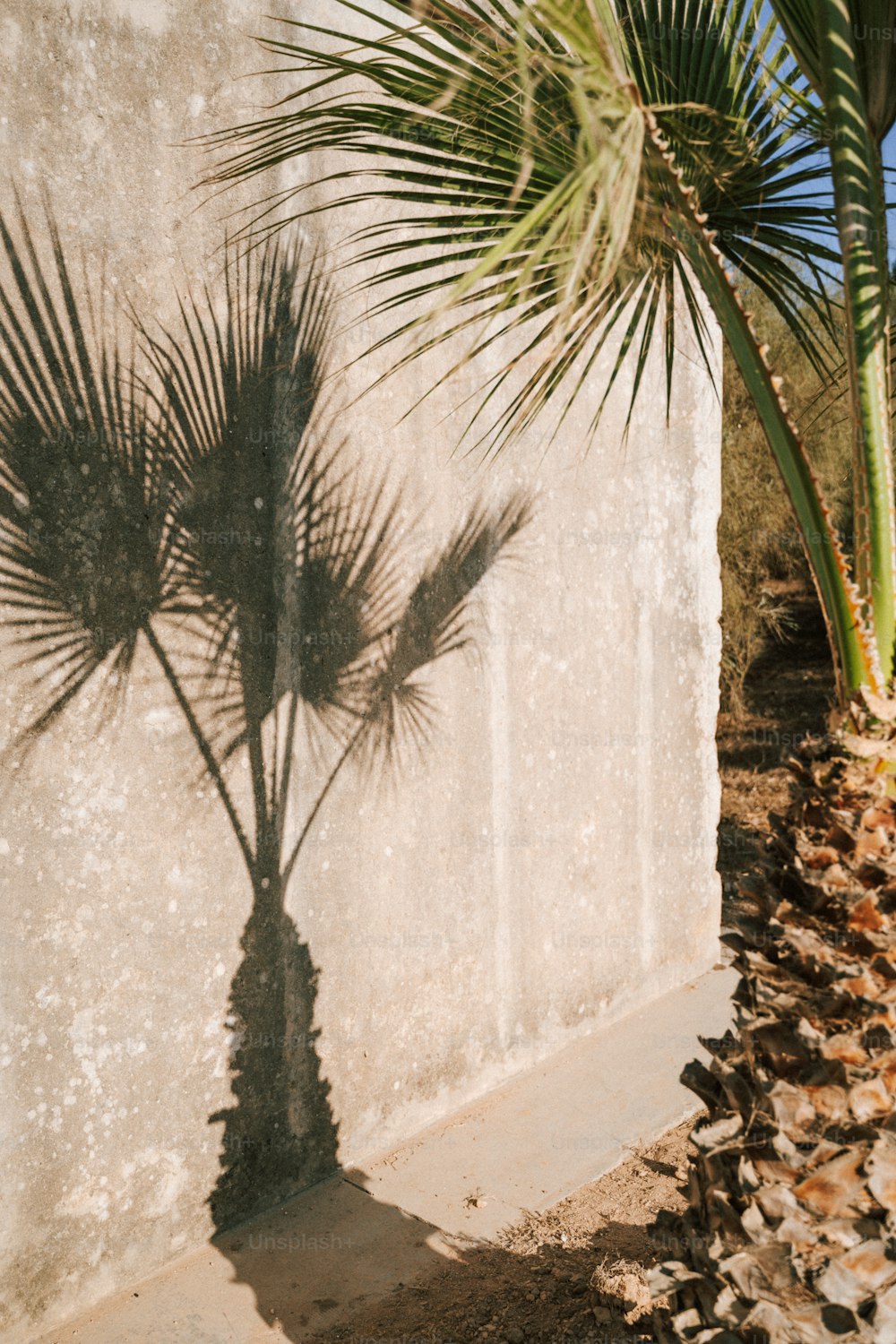 a palm tree casts a shadow on a wall